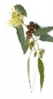 Evaluation of the Mosquito Repellent Activity of Nano-sized Microemulsion of <i>Eucalyptus globulus</i> Essential Oil Against <i>Culicinae</i>